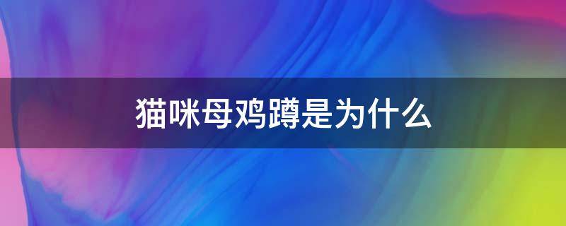 猫咪母鸡蹲是为什么 猫咪母鸡蹲原因