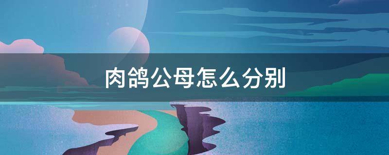 肉鸽公母怎么分别 肉鸽怎么看鸽子公母最准确