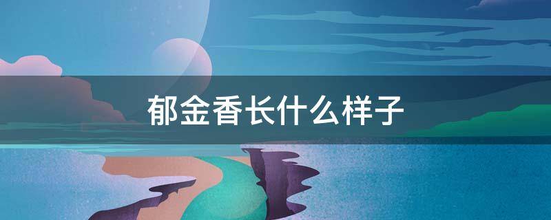 郁金香长什么样子（郁金香长什么样子图片）