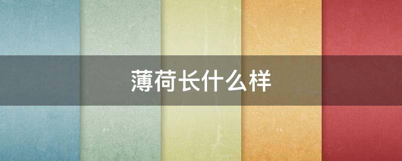 薄荷长什么样（薄荷长什么样子）