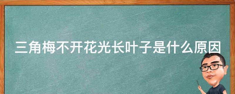 三角梅不开花光长叶子是什么原因 三角梅不开花光长叶子怎么办