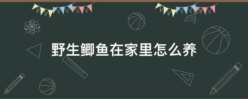 野生鲫鱼在家里怎么养 野生鲫鱼如何在家能养活