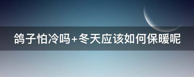 鸽子怕冷吗 冬天鸽子怕冷吗
