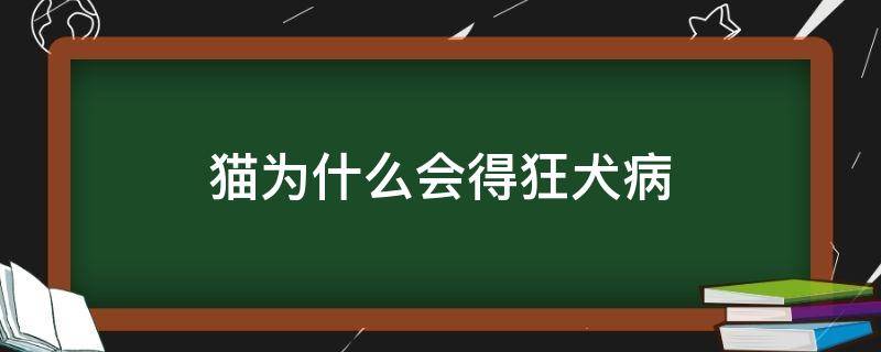 猫为什么会得狂犬病（猫为什么会得狂犬病毒）