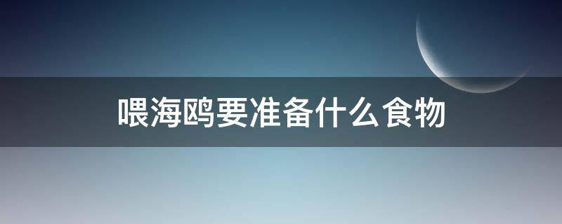 喂海鸥要准备什么食物（怎么给海鸥喂食）