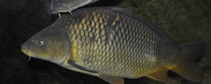 鲤鱼线不抽有什么关系吗（鲤鱼的那条白线不抽出来会怎样）