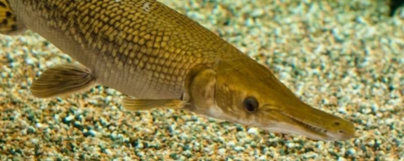 鳄雀鳝多少度会冷死吗 鳄雀鳝温度低能活吗