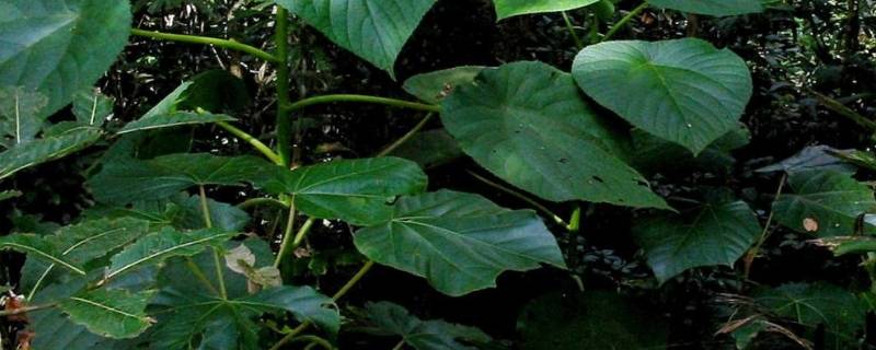 金皮树中国有吗（金皮树是什么）