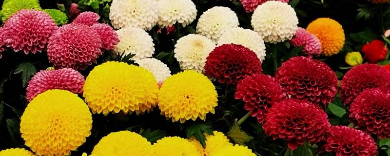 陈思铭送花送的是什么花（陈思铭送花花语）