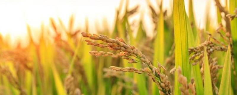 荃优和荃两优的区别 荃优哪个好