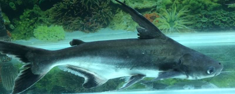 小蓝鲨吃不吃小型鱼 小蓝鲨吃小鱼吗