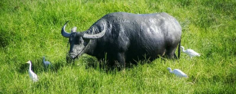 千目流是什么意思（一千目是什么意思）