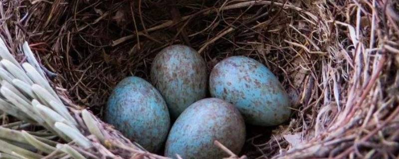 鸟蛋离开母鸟多久死亡 鸟妈妈离开多久鸟蛋不会孵化