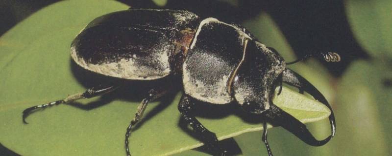 锹甲认主人吗 锹甲还叫什么