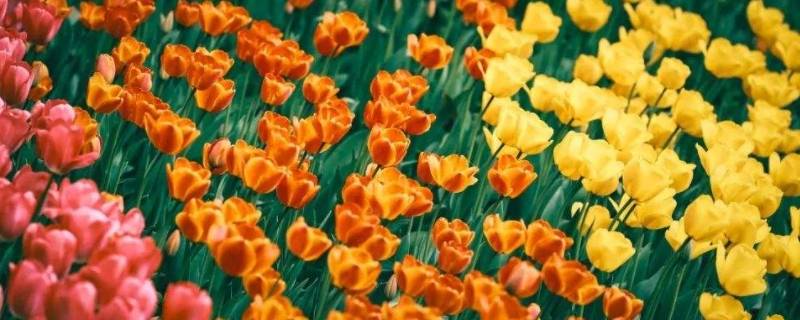 在花天锦地是什么歌 在花天锦地歌曲