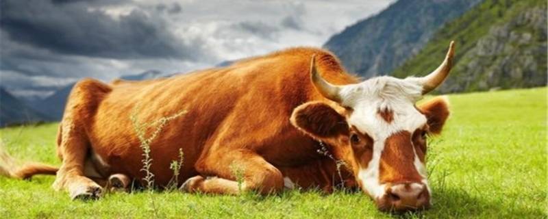 代代为奴猜一生肖 代代为奴猜肖一生肖