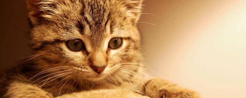 不理猫会让猫变乖吗 猫变乖了是怎么回事