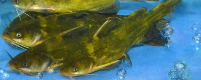 黄三鱼学名叫什么（黄三是什么鱼）