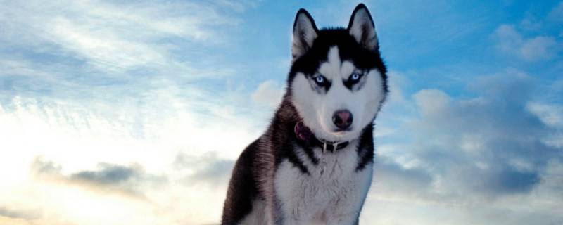 可鲁可鸭名字由来（可鲁可鸭啥意思）