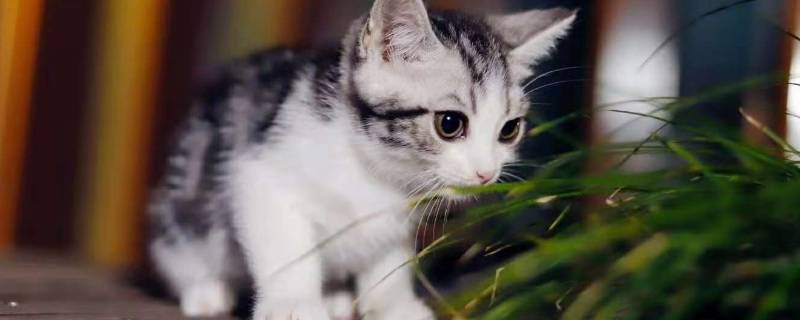 骑电动车带猫会应激吗 骑电动车带猫咪会感冒吗