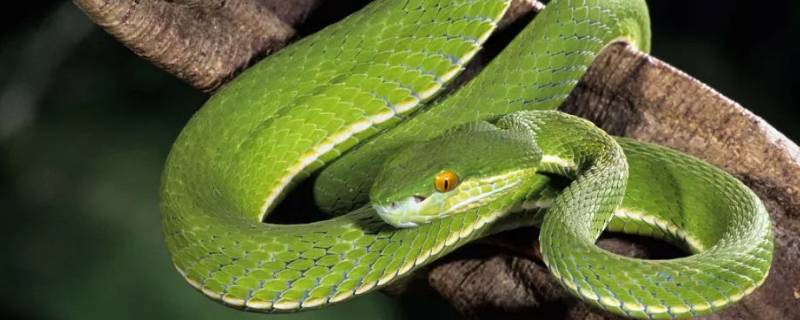 毛森骨立是什么生肖（毛森骨立打一动物）