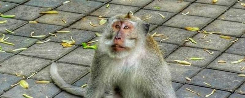 皆因自拣是什么生肖（拣完又拣是什么生肖）