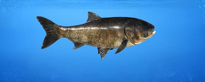 十几斤鲢鳙要多大粘网（十几斤白鲢大粘网）