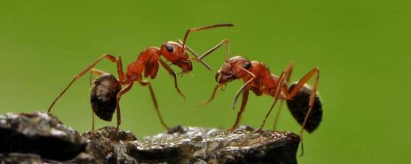 蚂蚁爱在什么地方干什么拟人句（蚂蚁爱在什么地方干什么拟人句怎么写）