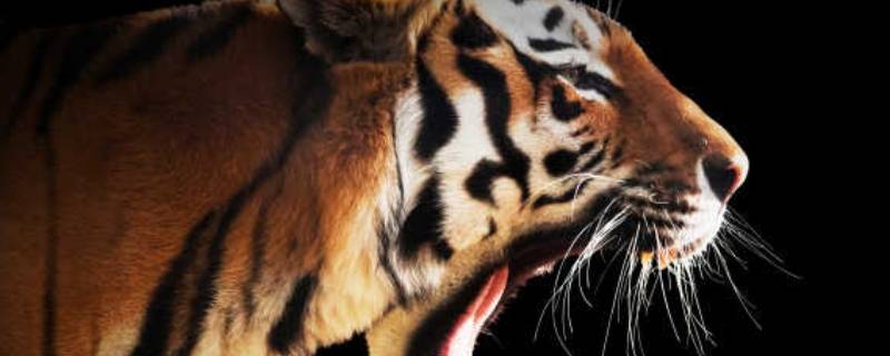 开基立业什么生肖 开基立业猜生肖