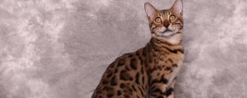f1公豹猫有生育能力吗 亚洲豹猫f1可以家养吗