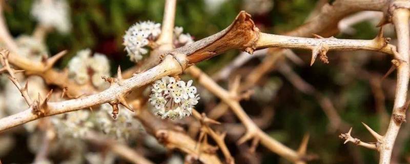 鲜花与荆棘并存什么意思 鲜花与荆棘并存的下一句