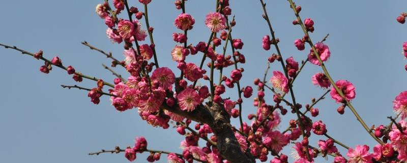 夏天梅花开是好兆头吗 夏天开的梅花