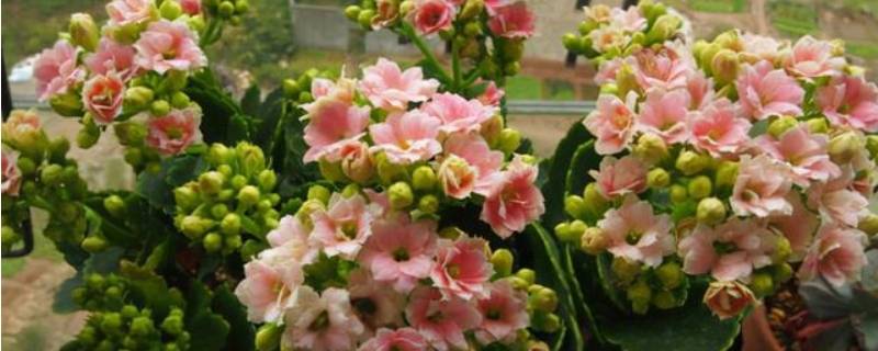 十里香耐寒温度是多少（十里香最低多少温度）