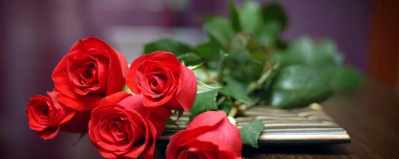 女人送玫瑰花一天 女人送玫瑰花一天几朵