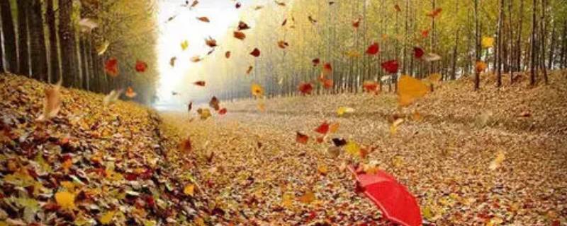 落叶分分还是落叶纷纷 一片落叶还是一片落叶