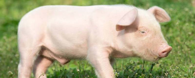 封侯拜相打一生肖 封侯拜相是什么生肖