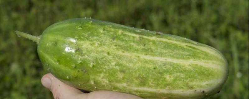 老黄瓜怎么吃 麻皮老黄瓜怎么吃