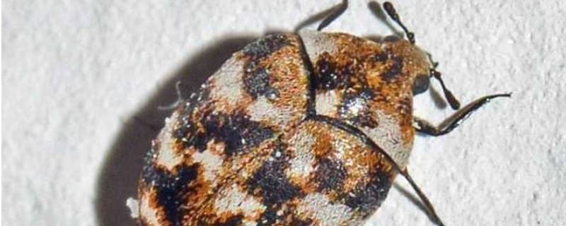 黑毛皮蠹怎么消除（怎么根除黑皮蠹）