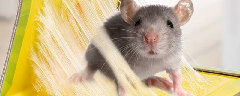 家里有老鼠怎么灭 家庭灭鼠最有效的方法