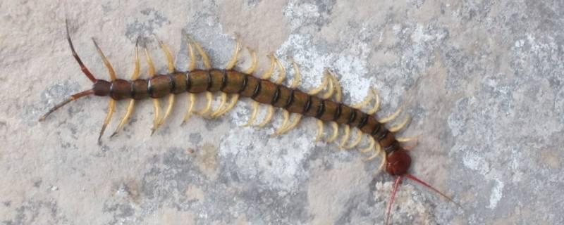 家里面有蜈蚣怎么才能去除啊（家里有蜈蚣如何去除）