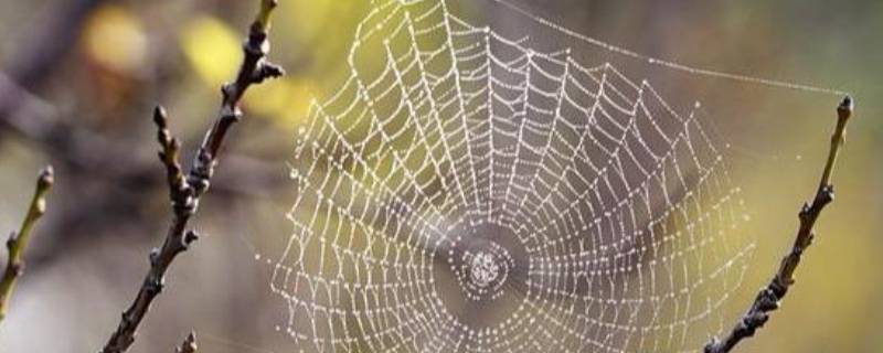 蜘蛛网怎么彻底清除 蜘蛛网去除有什么办法