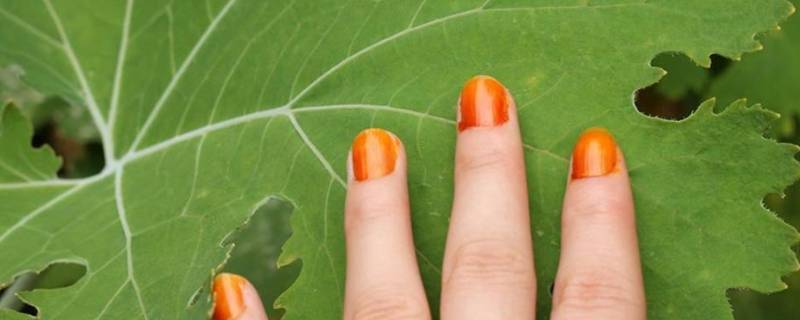 指甲花怎么染指甲步骤 指甲花怎样染指甲