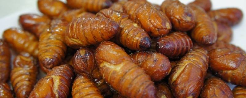 蝉蛹怎么处理可以食用（蝉的蛹可以食用吗）