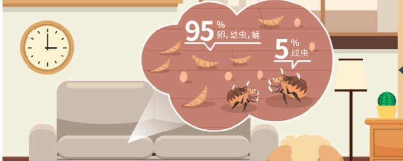 沙发上有跳蚤怎么处理 床头有跳蚤怎么办