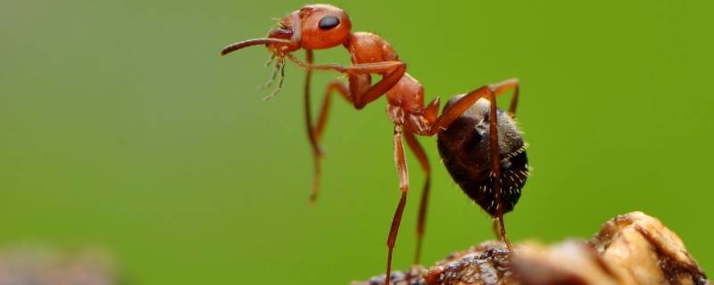 蚂蚁怎样才能彻底清除干净（院子里蚂蚁怎样才能彻底清除干净）