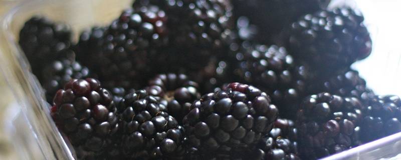 黑莓怎么吃（黑莓怎么吃籽太多）