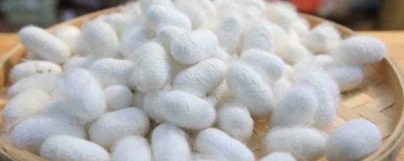 蚕卵太多怎么处理 蚕卵太多能扔掉吗