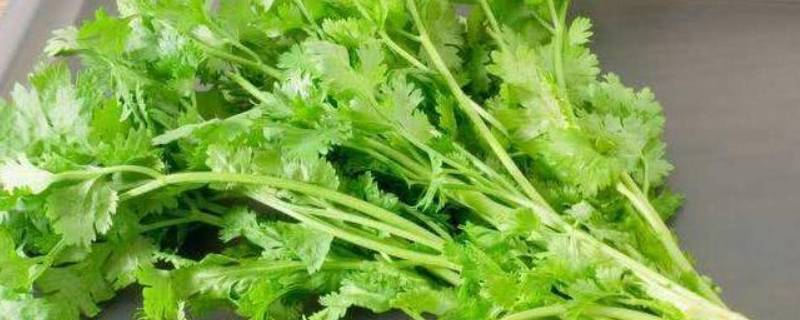 夏天香菜怎么放不会烂（香菜怎么放不会坏）