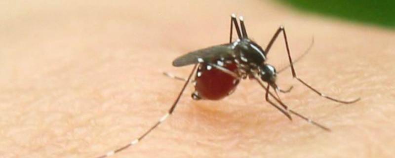 怎么灭蚊 怎么灭蚊对孕妇无害