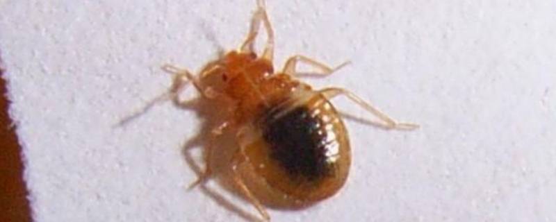 家里有臭虫怎么办能除根 房间有臭虫怎么办能除根